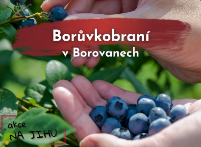 Borůvkobraní v Borovanech